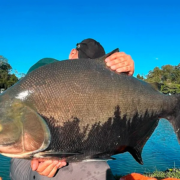 Pesqueiro Santa Rita Gigantes