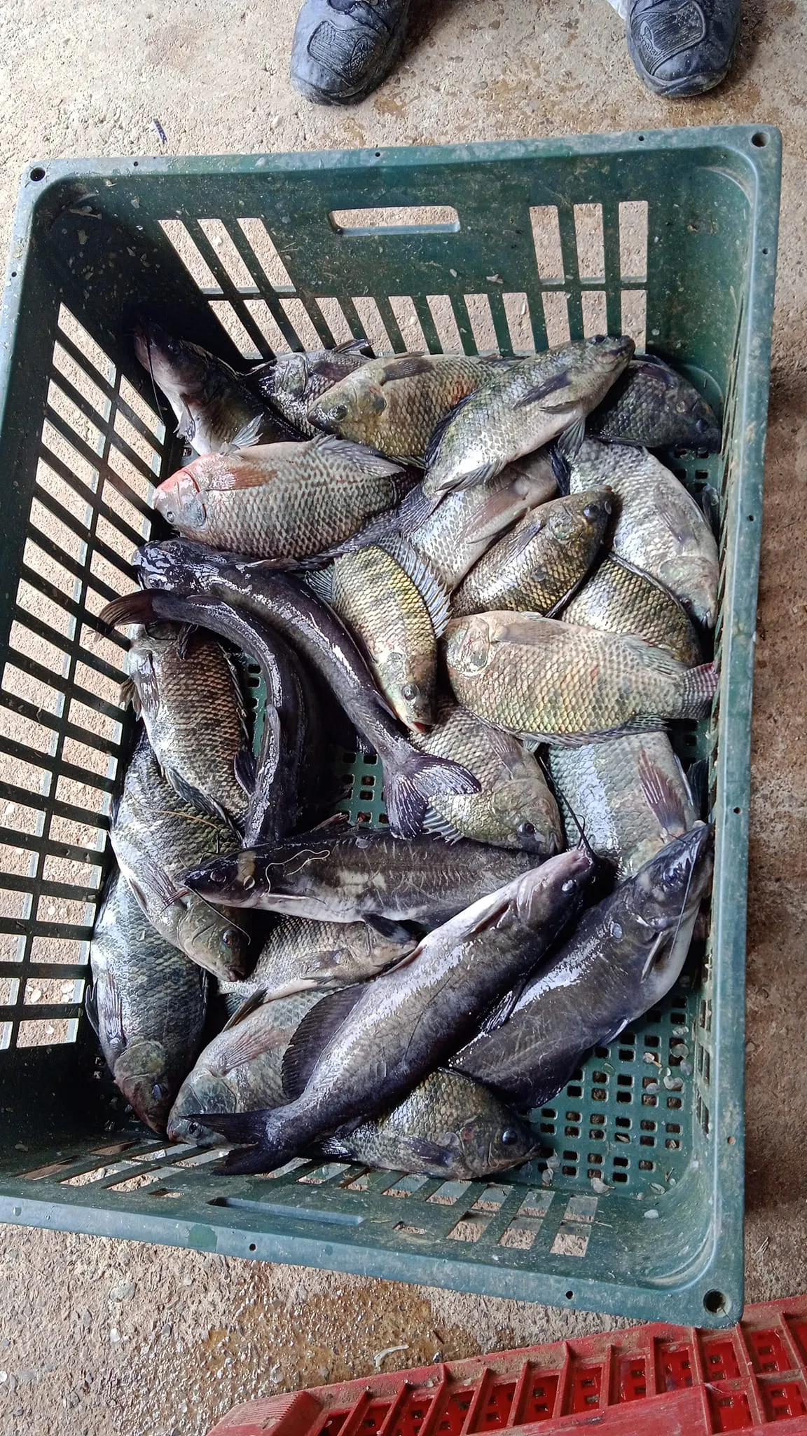 Pesqueiro Boa Esperança — foto 4